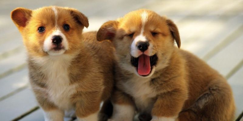 Mơ Thấy Chó Đánh Con Gì? Đi Tìm Các Đáp Án Chính Xác Nhất 6 Chiêm bao thấy cún con là một điềm lành